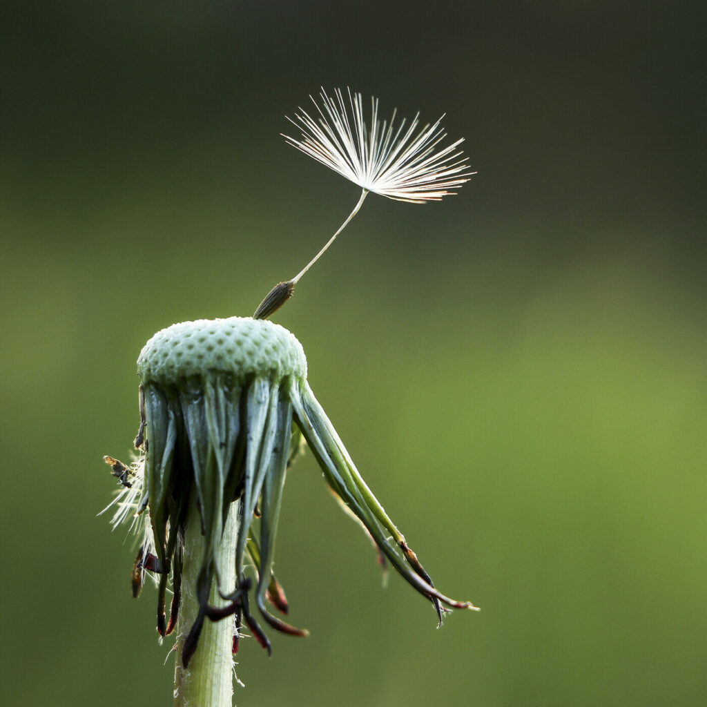 Der letzte Samen einer Pusteblume (Löwenzahn) hält sich wacker und machts ich bereit für eine Reise... vom Winde getragen, an einen noch unbekannten Ort.