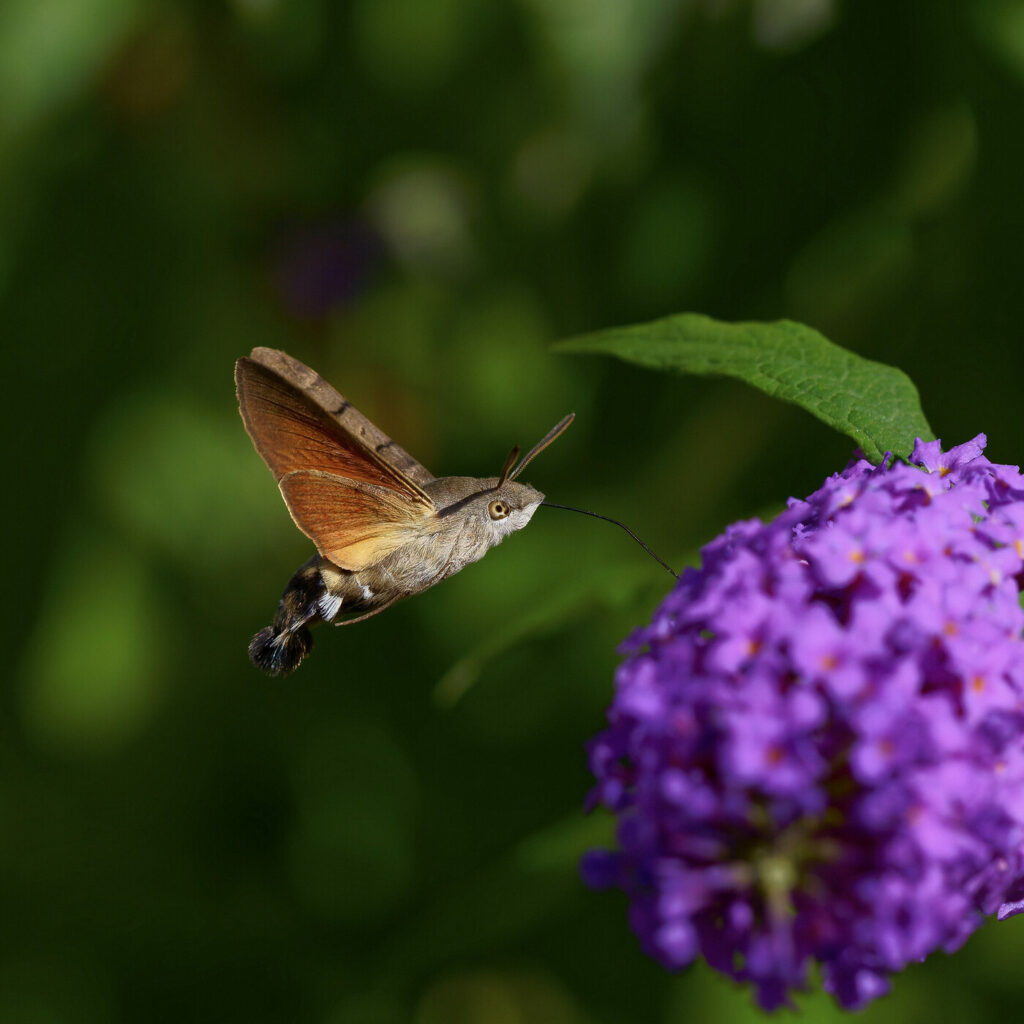 Das Taubenschwänzchen ist hier an einer Schmetterlingsfliederblume eingefangen. Die kurze Belichtungszeit hat den Flügelschlag eingefroren und verleiht dem Bild eine Ruhe, die im Kontrast zur natürlichen Betrachtung steht. Das Auge des Insekts ist focusiert während es an der leckeren Blume saugt. Insekt und Blume stellen eine Symbiose in großer Schönheit dar.