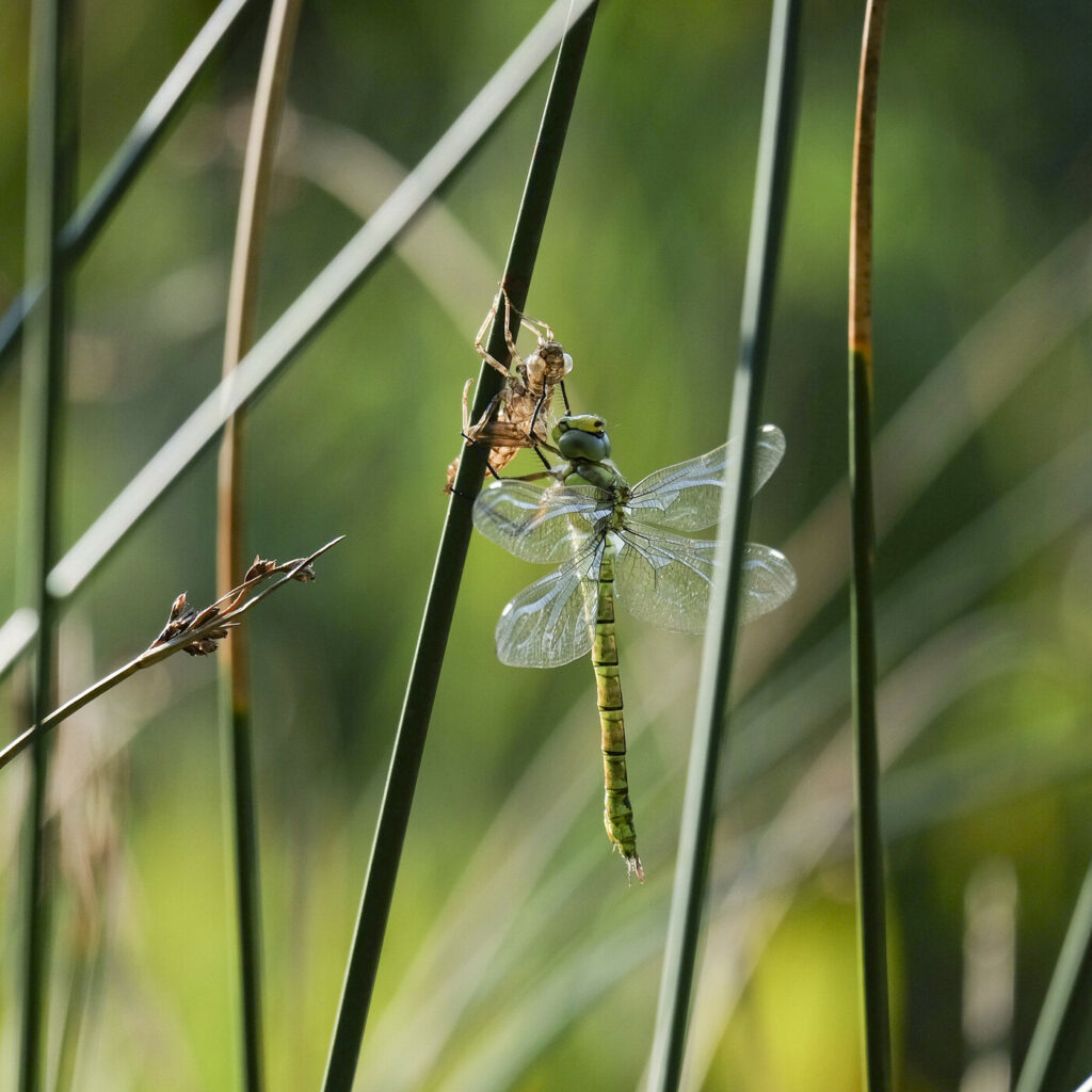 sich entpuppende Libelle